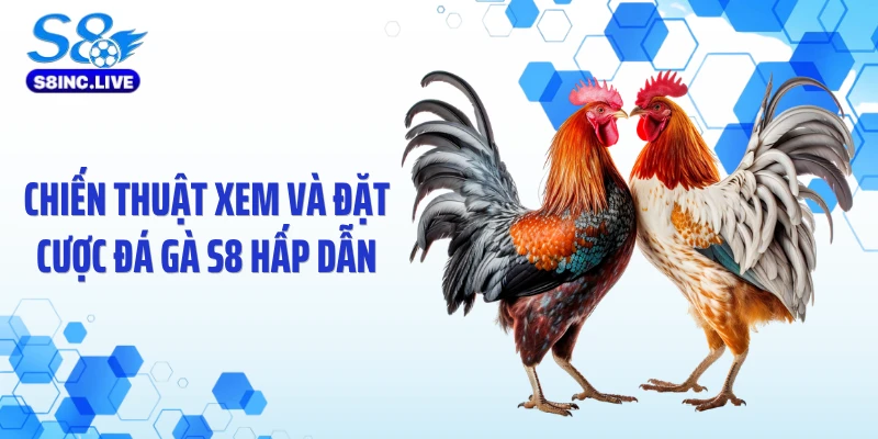 Chiến thuật xem và đặt cược đá gà S8 hấp dẫn