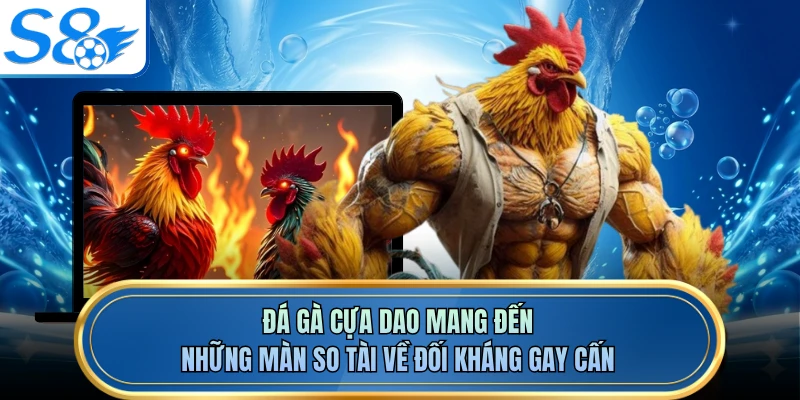 Đá gà cựa dao mang đến những màn so tài về đối kháng gay cấn